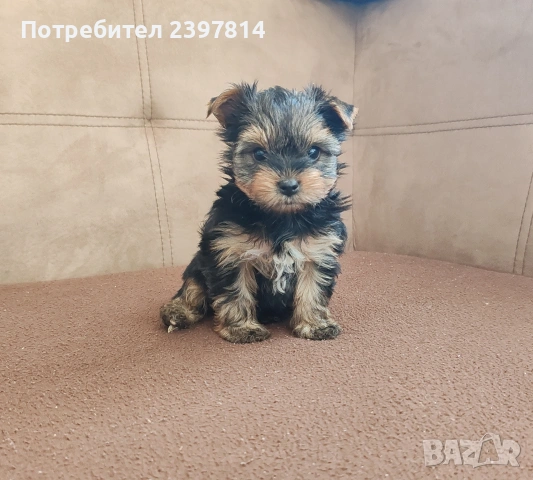 Йоркширски териер - женско , снимка 9 - Йоркширски териер - 53610267