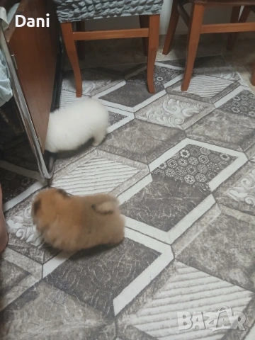 Mini Pomeran, снимка 3 - Померан - 53661268