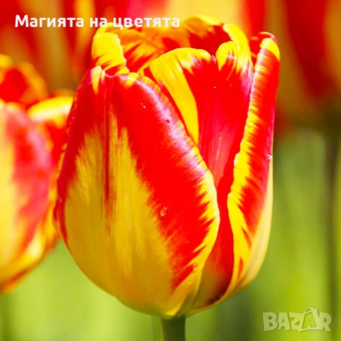 Разпродажба Лалета луковици 10 цвята, снимка 3 - Градински цветя и растения - 52306166