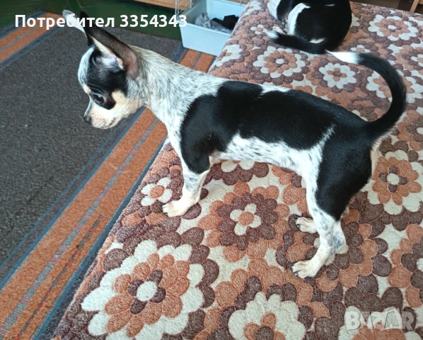 Чихуахуа с паспорт и вакини две