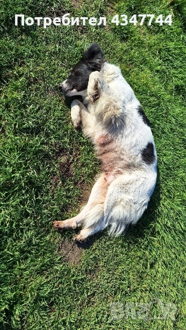 Подаряват се малки кученца 7 броя. , снимка 5 - Други - 52813823