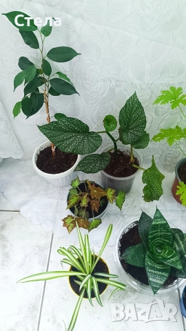 комплект цветя, Аглаонема, Бенджамин и други стайни растения , снимка 18 - Стайни растения - 46295372