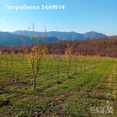 Овощни градини био- сливи до Правец, снимка 10 - Земеделска земя - 50220274