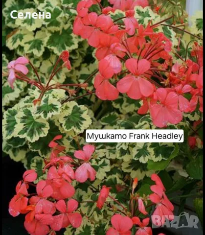 Сортово мушкато Frank Headley, снимка 2 - Стайни растения - 55906123