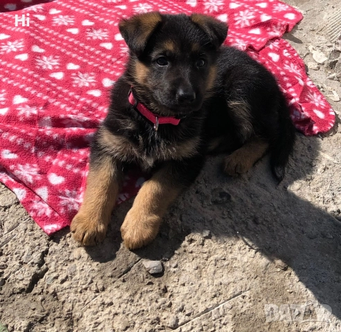 женска немска овчарка 