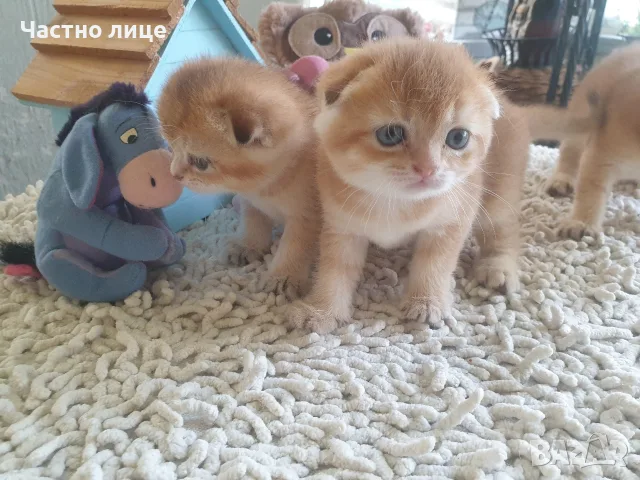 Шотландска златна чинчила, снимка 4 - Британска късокосместа - 55908188