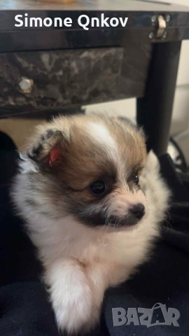 Мини шпиц Померан, снимка 4 - Померан - 53194351