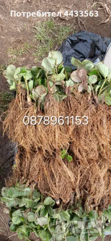 Целогодишни сортове  Расзад ягоди и манни , снимка 7 - Разсади - 49743611