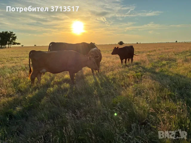 Продавам бременни месодайни кравикръстоски;търся съдружник, снимка 11 - Крави - 55771215