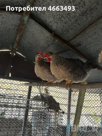 Легбар, снимка 2 - други­ - 53636452