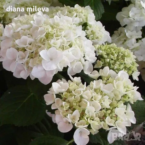 Хортензия Мадам Емили Мулиер, Hydrangea mac.Madame Emile Mouillere за сянка!!!, снимка 2 - Градински цветя и растения - 49691479