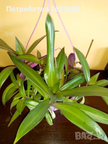 Традесканция рео, кротон,христов венец и други цветя/бамбук/цени в описанието , снимка 2 - Стайни растения - 50184776