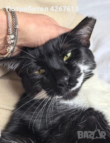 Красив и много мъркащ млад котарак търси дом, снимка 2 - Други - 52950802