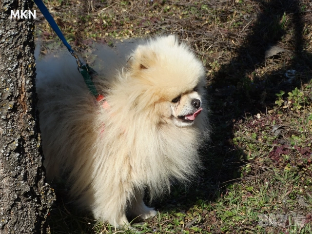 Красив мъжки померан мини, снимка 3 - Померан - 53816785