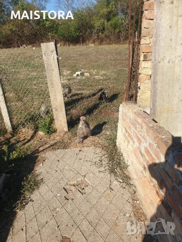   петли копринки и бантам, снимка 2 - Кокошки и пуйки - 51609027