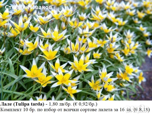 БОТАНИЧЕСКИ ЛАЛЕТА – ЛУКОВИЦИ, снимка 18 - Сортови семена и луковици - 52372825