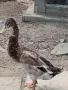 индийски бегачи чифтове, снимка 2
