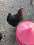 Продавам млади кокошки, снимка 9