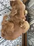 чистокръвни кокер шпаньоли, снимка 6