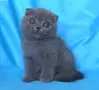 Шотландски клепоухи котенца, снимка 9