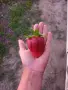 Продавам пресен разсад ягоди, Априка, снимка 2