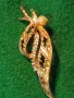 ИЗЯЩНА ФЛОРАЛНА РЕТРО АРТ СТИЛ ПОЗЛАТЕНА БРОШКА с ИСКРЯЩИ КРИСТАЛИ и ПЕРЛИЧКА 42076, снимка 11