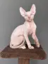 котенца канадски сфинкс - женско, снимка 6