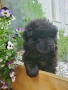 Чистокръвни Чау Чау , снимка 3