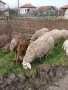 Продавам овце с малки агнета, снимка 1