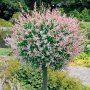 Японска върба Salix Hakuro Nishiki - Фламинго, снимка 1 - Разсади - 44452310