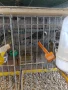 Канарчета лизард .2026, снимка 2