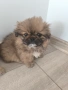 Продавам мъжки и женски пекинез , снимка 2