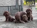 кокерчета момичета и момчета , снимка 3