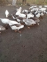Продавам гъски свободно отглеждани., снимка 4
