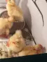 пекински патета патенца патици юрдечки, снимка 2