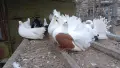Фенерлии много красиви , снимка 7