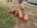 Шоколадови дакелчета, снимка 1