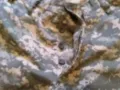 Маскировъчен панталон нов  182-104-92см размер М-Л 111см дълъг 46см ханш, снимка 8