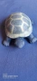 керамична костенурка 🐢 , снимка 1