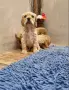 чистокръвни кокер шпаньоли, снимка 5