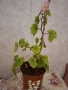Бегония, снимка 2