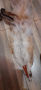 естествена яка от лисица-70лв, снимка 5