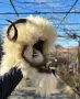 Сурвакарска маска, снимка 2