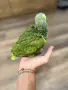 Ръчно хранена Синьочела Амазона, снимка 6