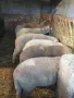 Продавам Агне, ШИЛЕШКО ЦЕЛОГОДИШНО гр. Пазарджик, снимка 1