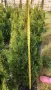 Продавам Туя Смарагд, снимка 2