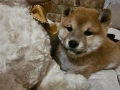 Шиба ину кученца, снимка 10