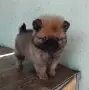 Померан момченце, снимка 2