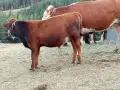 телета различна възраст, снимка 3