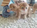 Шотландска златна чинчила, снимка 4
